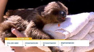 Baby Sloth at the Potawatomi Zoo!