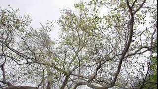 Time-Lapse Showing Seasonal Changes on a Giant London plane Tree