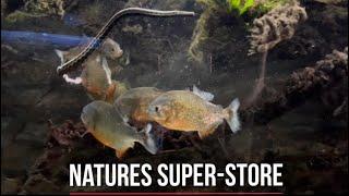 PIRANHAS feeding on a SNAKE!