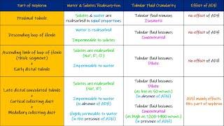 Water reabsorption along different parts of Nephron. Chapter 29 part 1. Guyton and Hall Physiology.