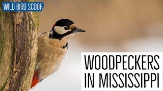Woodpeckers In Mississippi: 8 Species You'll Want To Look For