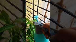 Go green - 12th April 2024 - #greenplants #wateringplants #waterspray #plant #greenish