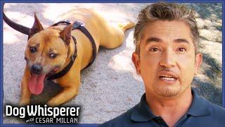 Feisty Bull Terrier Is Impossible To Walk | Dog Whisperer With Cesar Millan