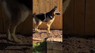 German shepherd gets NEW HOME *SWEETEST REACTION