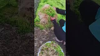 The process of seaweed harvesting  Seaweed is good for the body