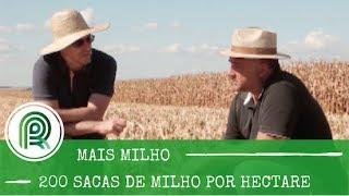 Solo “ruim” produz 200 sacas de milho por hectare. Saiba como: