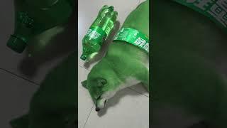 Fanta , Pepsi , 7up #shorts #pet