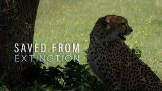 Saved From Extinction: Cheetah