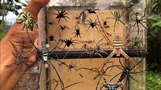 Hunt a thousand spiders‼️catch orb weaver spiders, jump spiders, longlegh spiders, diving spiders