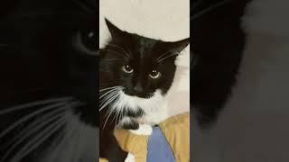 Котище проснулся