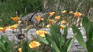 Albert Head Lagoon  Metchosin scenery 2017