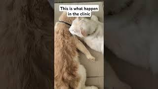 like paralyzed #cat #adoreble #adorably #poor #cuteanimals
