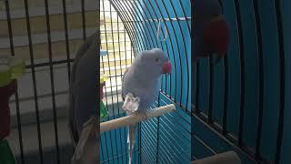 Svekol enjoying his ice cube in his cage #birds #indianringneck #parrot