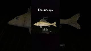 Ёрш-носарь #shortvideo #shorts #рр4 #рыбалка #рекомендации