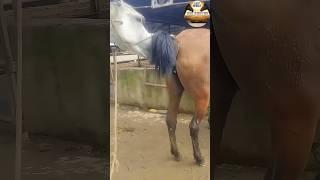HORSE LOVER #beautifulhorse #horselover #horse #fadthorse #