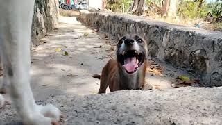 Male dog is so persistent on mating the female dog #dogs  #inheat #funnydogs