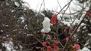 PLUM BLOSSOM FLOWER IN EARLY SPRING IN RUSSIA#ЦВЕТОК СЛИВЫ РАННЕЙ ВЕСНОЙ В РОССИИ#FLOR DE CIRUELO