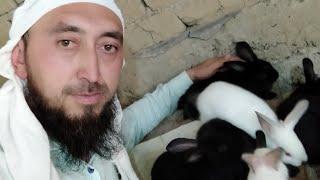 Quyonlar go'sht yo'nalish/ Куйон гушти/ Бургун Полта/ КалифQuyon maktabini yaratish/  Мясная линия.