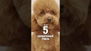 5 фактов о породе – Миниатюрный пудель. #shorts #собаки #пудель