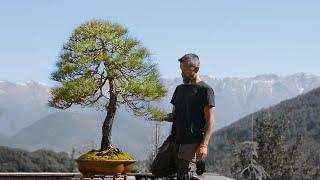 Niwaki to Bonsai, a Pinus nigra story - Arkefthos Bonsai