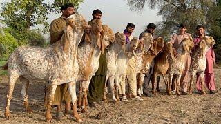 Qurbani 2025 k VIP 150 Biggest Bakron ka Sauda  Bakra Mandi 2025 ll Bakra Eid 2025 ll Cow Mandi 2025