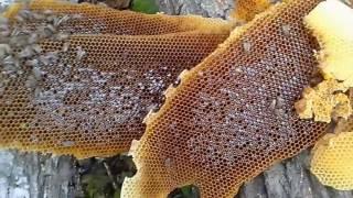 Дикий мёд в Уральских горах (Wild Honey from The Urals)