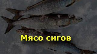 Мясо сигов- польза, вред и свойства