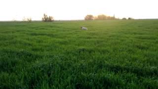 Brittany - Marra my Epagneul Breton hunting and training in Romania: pointing a pheasant