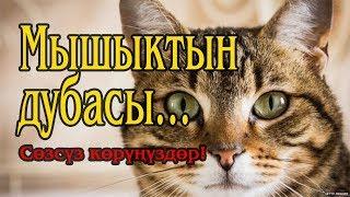 Мышыктын дубасы: Болгон окуя - созсуз корунуз!!