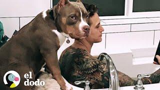 Perro quiere hacer TODO con sus papás I El Dodo