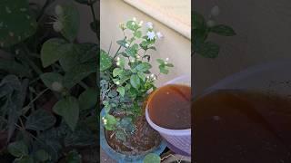 Tea leaves liquid fertilizer for any plants #fertilizer #lipshaworld #plants #floweringplants