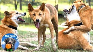 Introducing a New Dingo Pup to our Dingo and Dogs | The Farm for Dogs