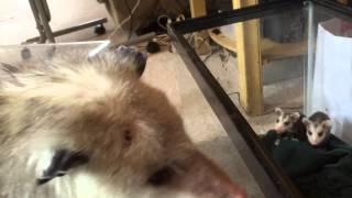 Mother opossum calling to orphaned babies