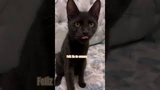 #catvideos #catshorts #catlovers #kittens #kitten #kitty #meow #cat #cats #cutecat #pets #gatos