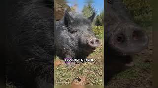 fascinating animal facts that will expand your knowledge!