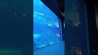 the biggest aquarium in dubai