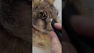 Coloured Pencil Top Tips  #bonnysnowdonacademy #drawingtips #colouredpencilartist #realisticart