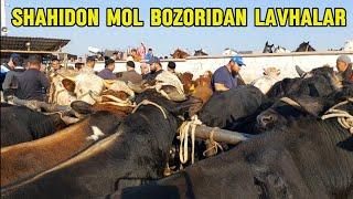 Shahidon mol bozori yosh boqma va semiz buqalar narhlari 8.10.2024yil