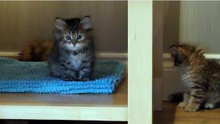 Siberian Kittens playing