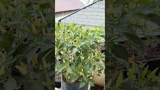 Cara menanam cabai dalam pot agar Berbuah Lebat #urbanfarming #gardening #shorts