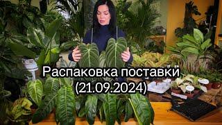 Распаковка поставки растений из Голландии(21.09.2024)