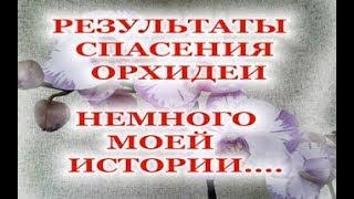 Фаленопсис , уход за орхидеей в домашних условиях. Моя история.