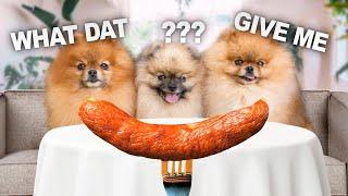 You've Never Laughed Like That Before! My Dogs React to the Hot Dog Challenge