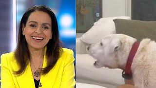 Lefties losing it: Rita Panahi in hysterics over dog growling at Joe Biden on TV