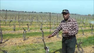 Pillitteri Estates Winery Tour- Grape Growing in Niagara