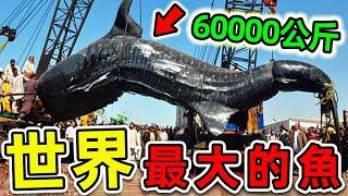 全世界最大的10種超級巨魚！大白鯊只排第3，第一名重達60000公斤，把鯨魚當食物吃。|#世界之最top #世界之最 #出類拔萃 #腦洞大開 #top10 #最大的魚