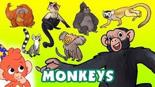 Monkeys for kids | Learn Wild Animals Names and Sounds | Gorilla Chimpanzee cartoon