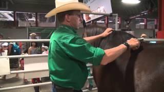 Horse breed 101 - The Arabian