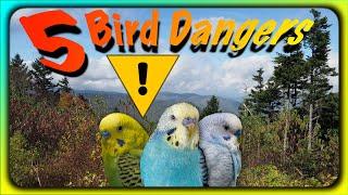 5 Dangers To Your Birds Presented In A Cute Funny Way!