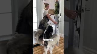 Surprising my dogs with baby chicks!  #shorts
